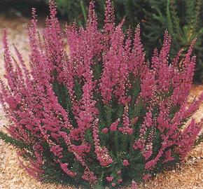 Vřes obecný 'Darkness'