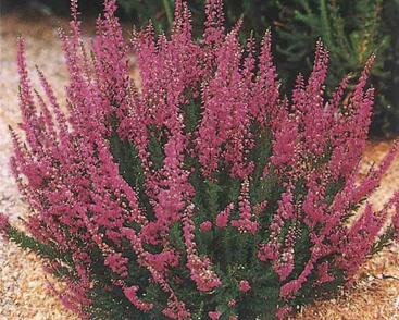 Vřes obecný 'Darkness'