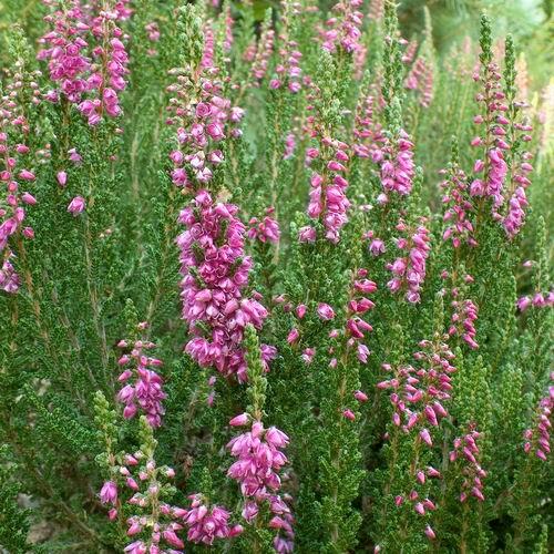 Vřes obecný 'Beoley Crimson' - Calluna vulgaris 'Beoley Crimson'