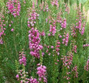 Vřes obecný 'Beoley Crimson'