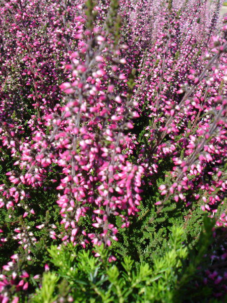 Vřes obecný 'Alexandra' - Calluna vulgaris 'Alexandra'