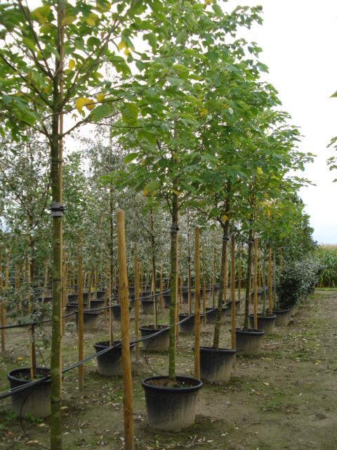 Papírovník čínský - Broussonetia papyrifera