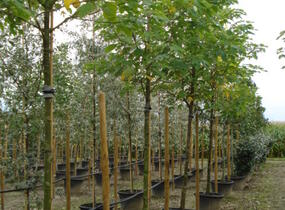 Papírovník čínský - Broussonetia papyrifera