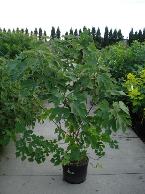 Papírovník čínský - Broussonetia papyrifera