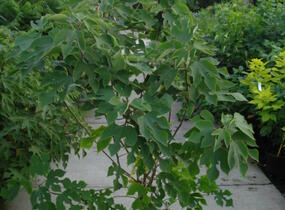 Papírovník čínský - Broussonetia papyrifera