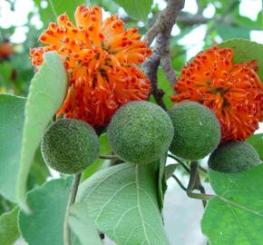 Papírovník čínský