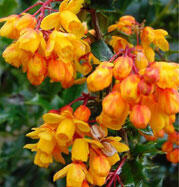 Dřišťál lologský 'Mystery Fire' - Berberis lologensis 'Mystery Fire'