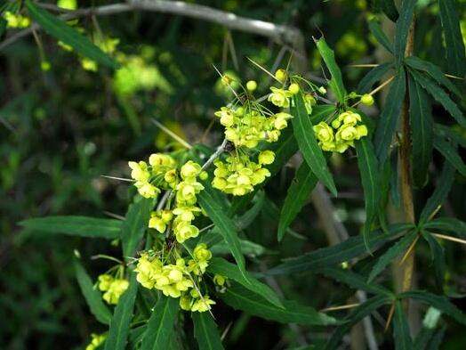 Dřišťál Gagnepainův - Berberis gagnepainii