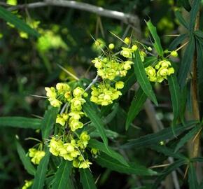 Dřišťál Gagnepainův