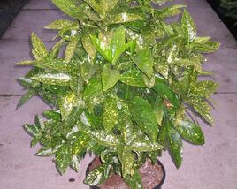 Aukuba japonská 'Variegata'