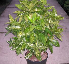 Aukuba japonská 'Variegata'