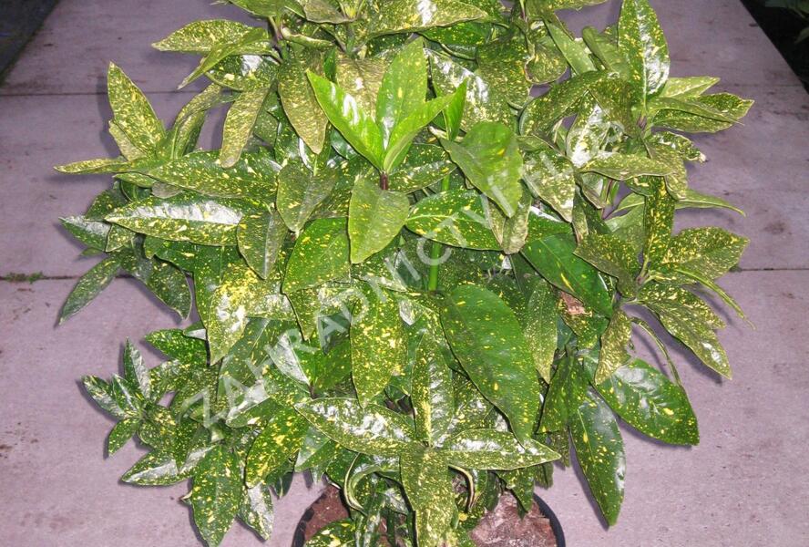 Aukuba japonská 'Variegata' - Aucuba japonica 'Variegata'