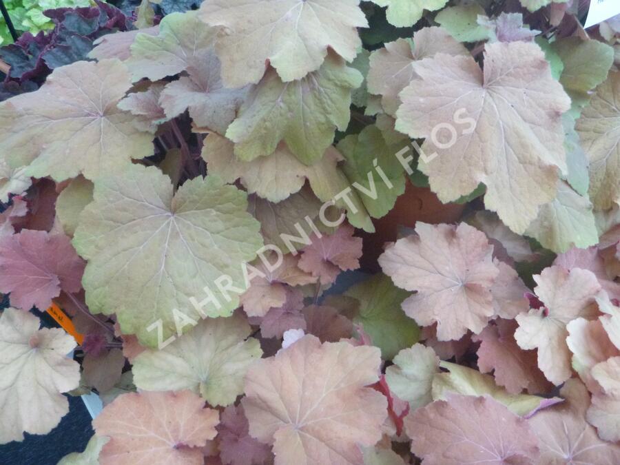 Dlužicha 'Caramel' - Heuchera hybrida 'Caramel'