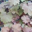 Dlužicha 'Caramel' - Heuchera hybrida 'Caramel'