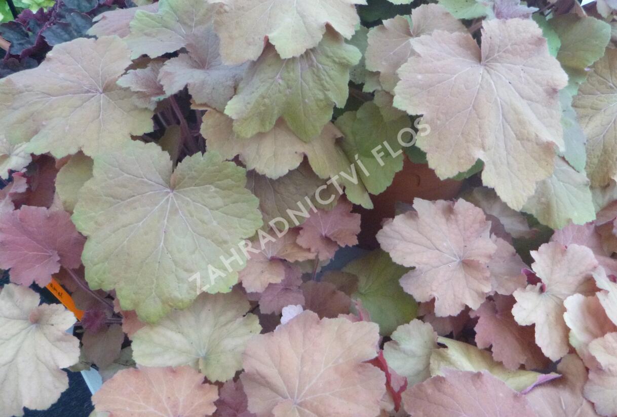 Dlužicha 'Caramel' - Heuchera hybrida 'Caramel'