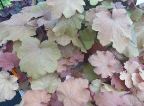 Dlužicha 'Caramel' - Heuchera hybrida 'Caramel'