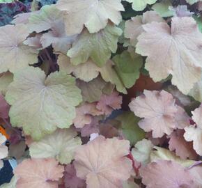 Dlužicha 'Caramel' - Heuchera hybrida 'Caramel'