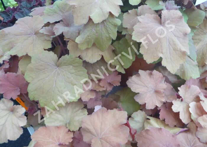 Dlužicha 'Caramel' - Heuchera 'Caramel'