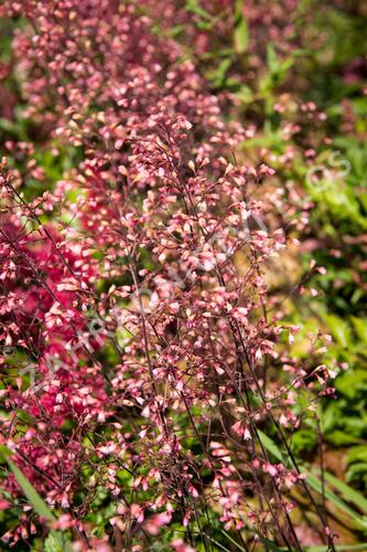 Dlužicha 'Brown Sugar' - Heuchera hybrida 'Brown Sugar'