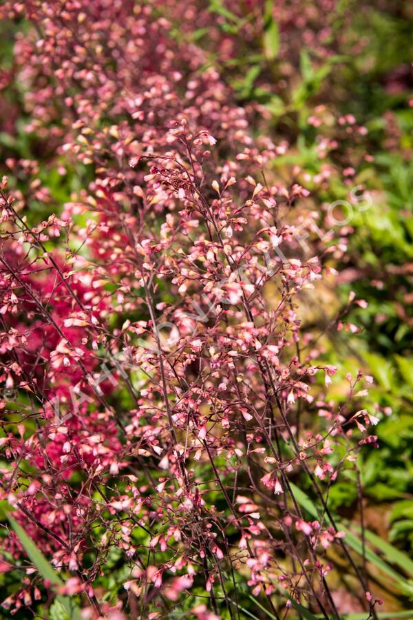 Dlužicha 'Brown Sugar' - Heuchera hybrida 'Brown Sugar'