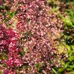 Dlužicha 'Brown Sugar' - Heuchera hybrida 'Brown Sugar'