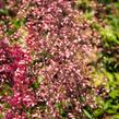 Dlužicha 'Brown Sugar' - Heuchera 'Brown Sugar'