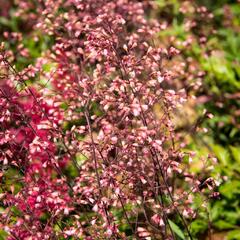 Dlužicha 'Brown Sugar' - Heuchera 'Brown Sugar'