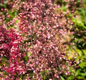 Dlužicha 'Brown Sugar' - Heuchera hybrida 'Brown Sugar'