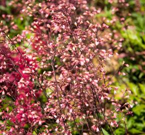 Dlužicha 'Brown Sugar' - Heuchera 'Brown Sugar'