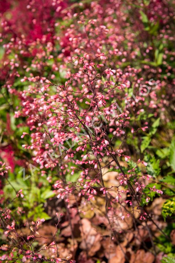 Dlužicha 'Brown Sugar' - Heuchera hybrida 'Brown Sugar'