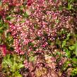 Dlužicha 'Brown Sugar' - Heuchera 'Brown Sugar'