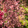 Dlužicha 'Brown Sugar' - Heuchera 'Brown Sugar'