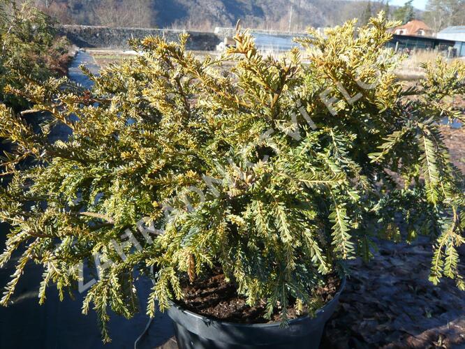 Tis červený 'Adpressa Aurea' - Taxus baccata 'Adpressa Aurea'