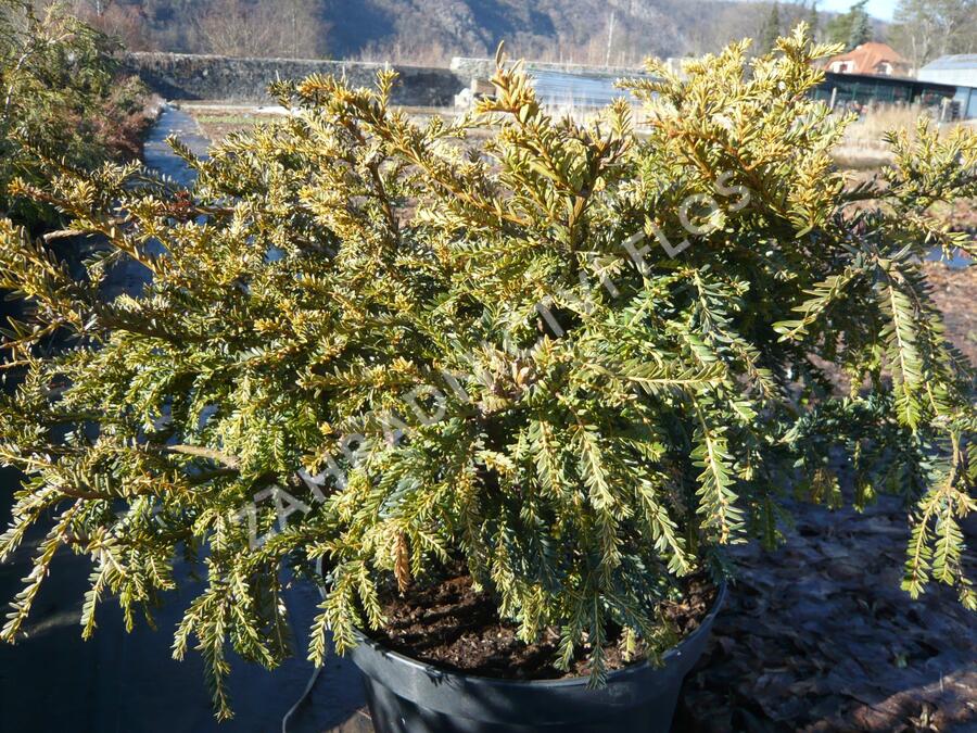 Tis červený 'Adpressa Aurea' - Taxus baccata 'Adpressa Aurea'