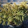 Tis červený 'Adpressa Aurea' - Taxus baccata 'Adpressa Aurea'