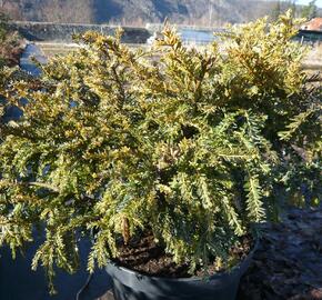 Tis červený 'Adpressa Aurea'