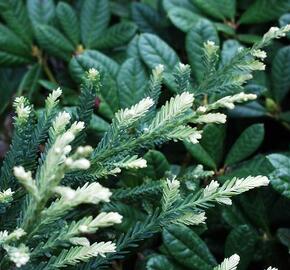 Sekvoje vždyzelená 'Adpressa'