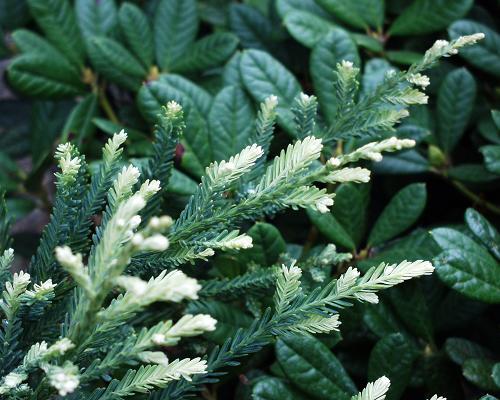 Sekvoje vždyzelená 'Adpressa' - Sequoia sempervirens 'Adpressa'