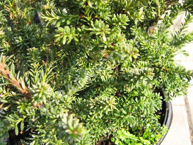 Nohoplod Lawrencův 'Red Tip' - Podocarpus lawrencei 'Red Tip'