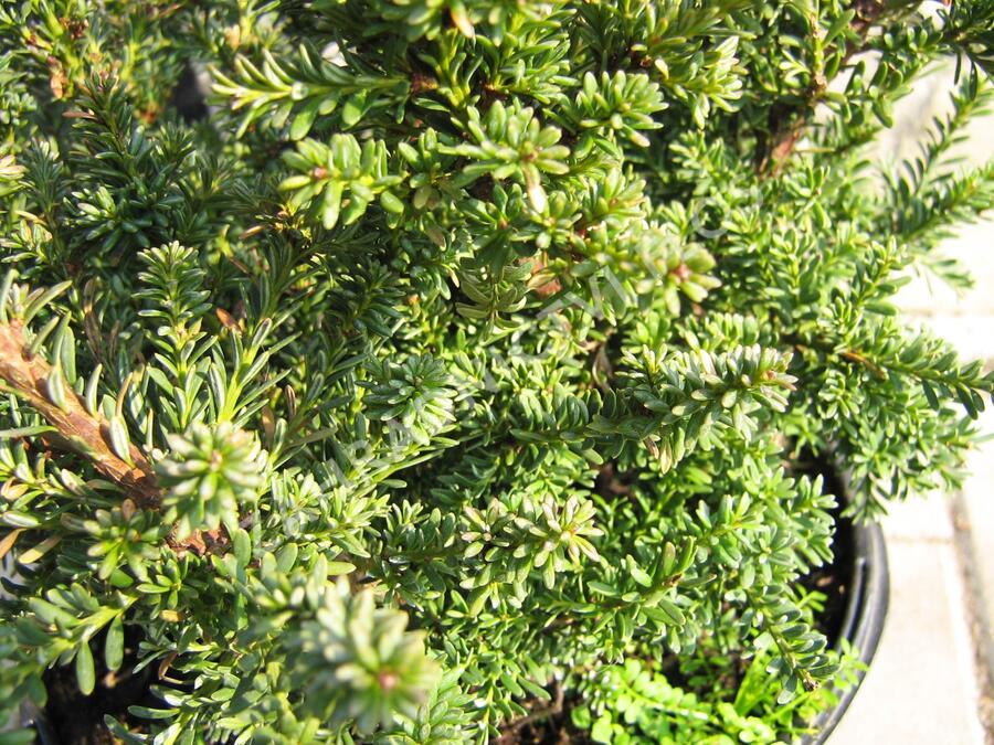 Nohoplod Lawrencův 'Red Tip' - Podocarpus lawrencei 'Red Tip'