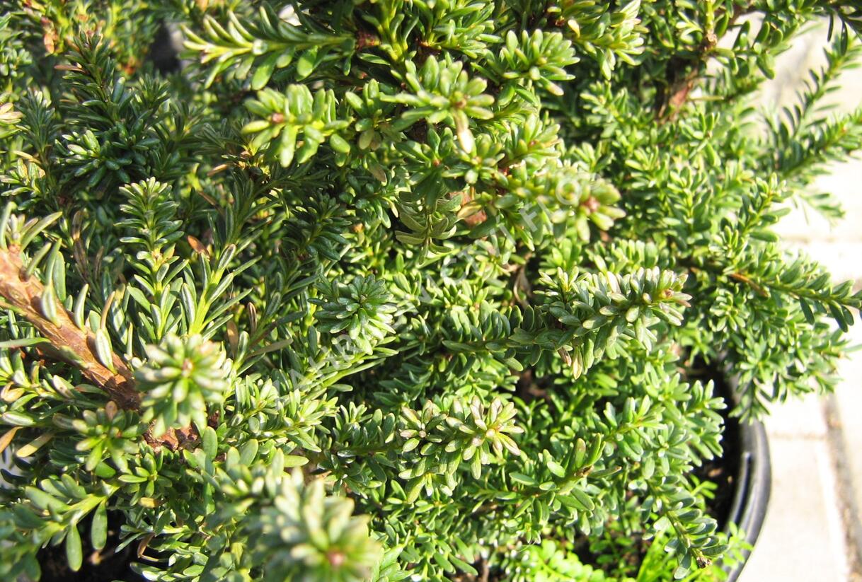 Nohoplod Lawrencův 'Red Tip' - Podocarpus lawrencei 'Red Tip'