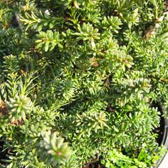 Nohoplod Lawrencův 'Red Tip' - Podocarpus lawrencei 'Red Tip'