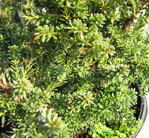 Nohoplod Lawrencův 'Red Tip' - Podocarpus lawrencei 'Red Tip'
