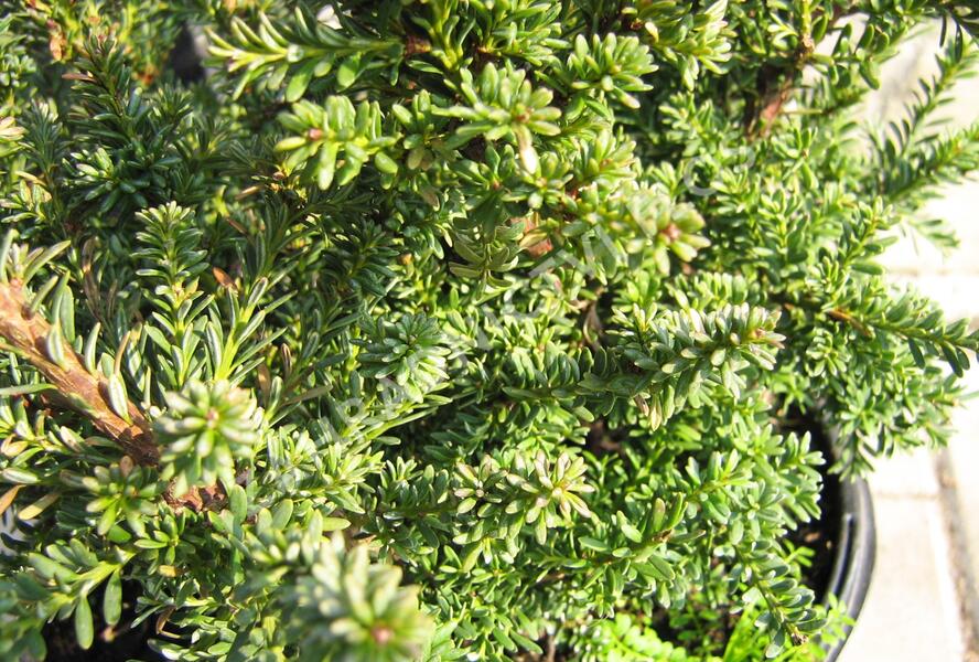 Nohoplod Lawrencův 'Red Tip' - Podocarpus lawrencei 'Red Tip'