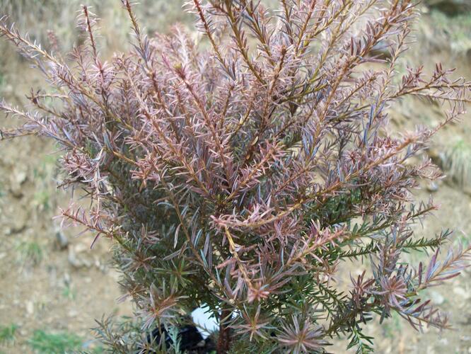 Nohoplod 'County Park Fire' - Podocarpus alpinus 'County Park Fire'