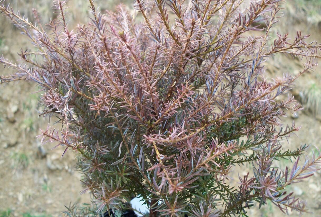 Nohoplod 'County Park Fire' - Podocarpus alpinus 'County Park Fire'