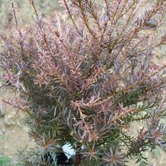 Nohoplod 'County Park Fire' - Podocarpus alpinus 'County Park Fire'