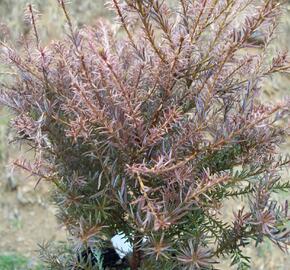 Nohoplod 'County Park Fire'