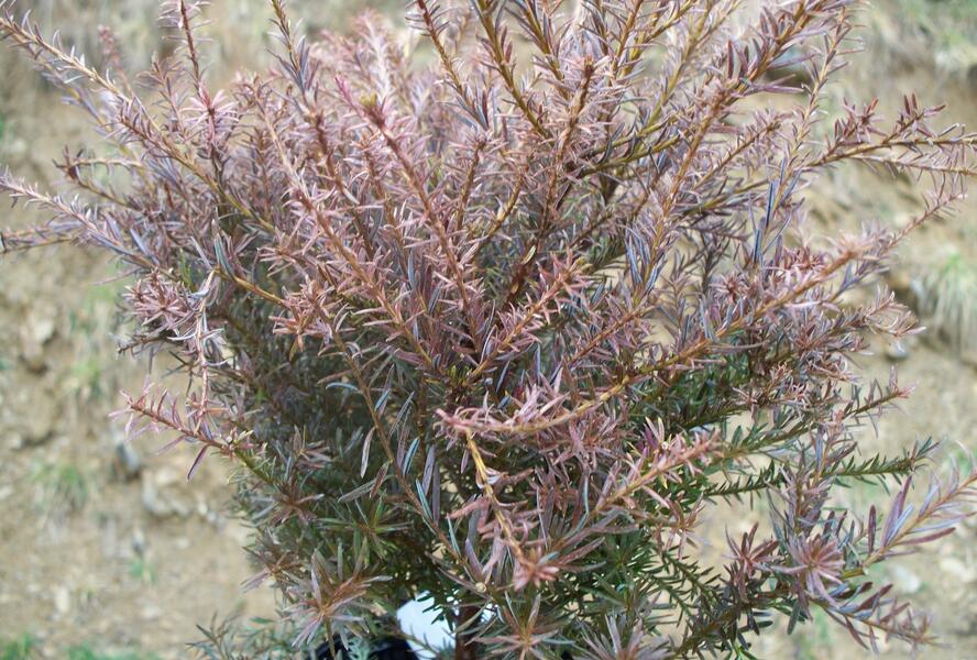 Nohoplod 'County Park Fire' - Podocarpus alpinus 'County Park Fire'