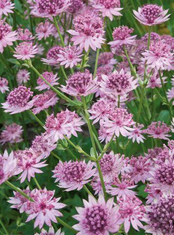 Jarmanka větší 'Roma' - Astrantia 'Roma'